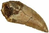 Serrated, Raptor Tooth - Real Dinosaur Tooth #295972-1